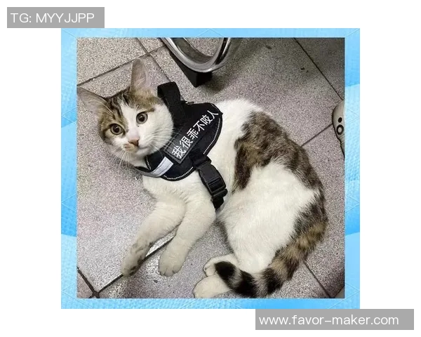 巴西警犬足球明星的传奇故事与训练背后的秘密揭秘